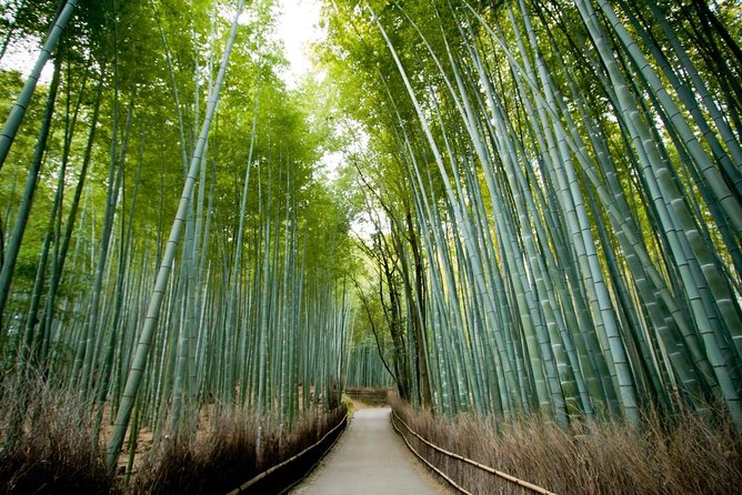 Afternoon Kyoto Bike Tour: Bamboo Forest, Monkeys & Hidden Spots - Key Things to Know Before You Go