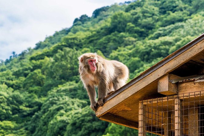 Afternoon Kyoto Bike Tour: Bamboo Forest, Monkeys & Hidden Spots - Start at Saga-Arashiyama Station: Your Afternoon Setup