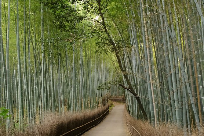 Arashiyama Bamboo Forest E-Biking Tour - Guides, culture talk, and why the small group matters for photos