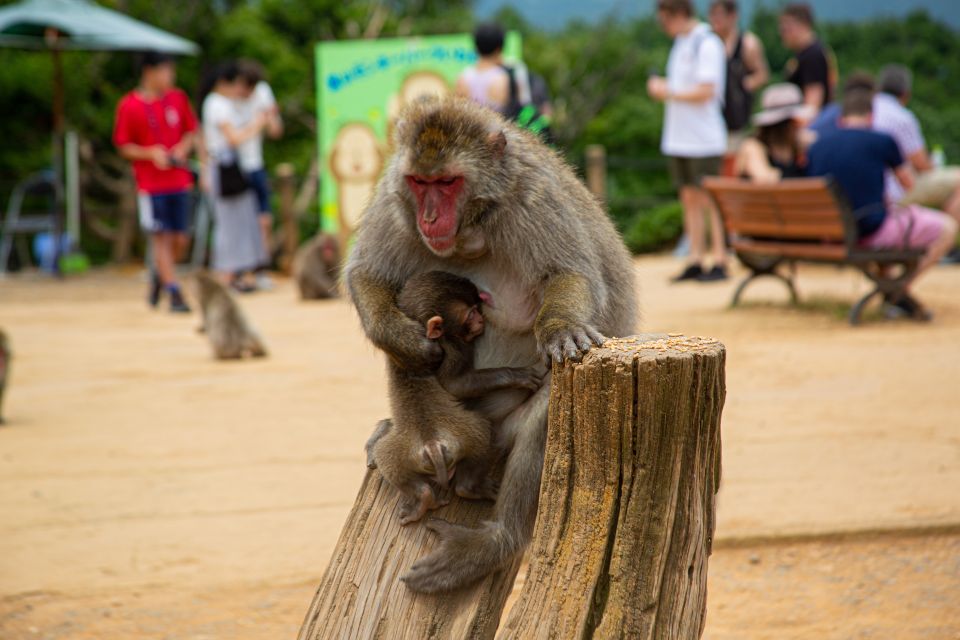 Arashiyama Bamboo, Temple, Monkeys, or Secret Sake Brewery - Okochi Sanso Garden: private space, tea-house break, and slow wandering