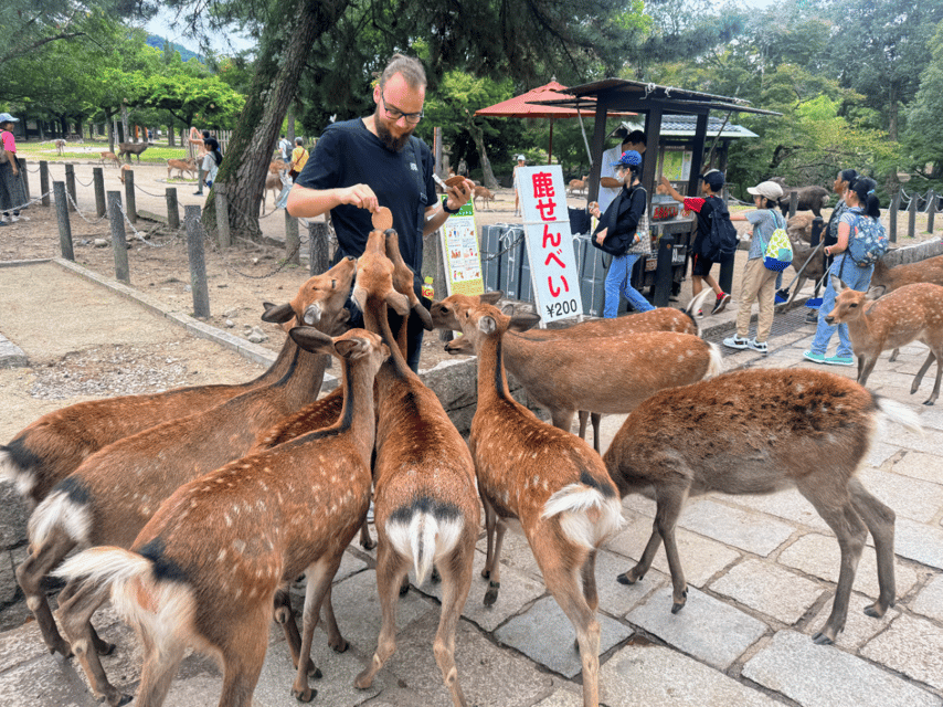 From Kyoto: Nara Guided Morning Tour - Price and Value: Is $77 Worth a Half-Day in Nara?