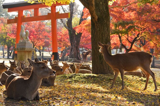 From Kyoto: Nara History Guided Half Day Bus Tour with Lunch - Tōdai-ji and the Great Buddha: scale you can actually feel
