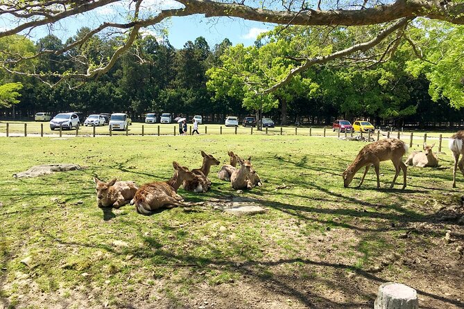 From Kyoto: Nara History Guided Half Day Bus Tour with Lunch - Nara Park deer time: fun, but keep it respectful