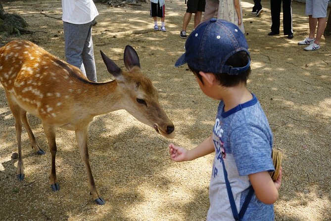 From Kyoto: Nara History Guided Half Day Bus Tour with Lunch - Price and value: is $77 a fair deal?