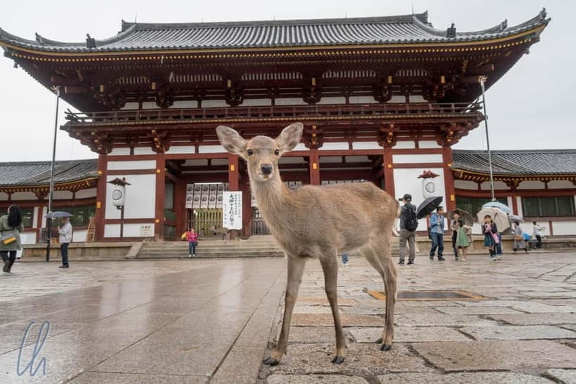 From Kyoto: Nara, Osaka & Kobe Day Trip – 3 Cities in 1 Day - The big idea: Nara deer, Osaka neon, Kobe harbor in one ride