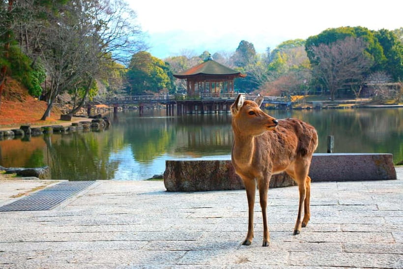 From Kyoto: Nara, Osaka & Kobe Day Trip – 3 Cities in 1 Day - Nara Park and the deer: peaceful time you can actually enjoy