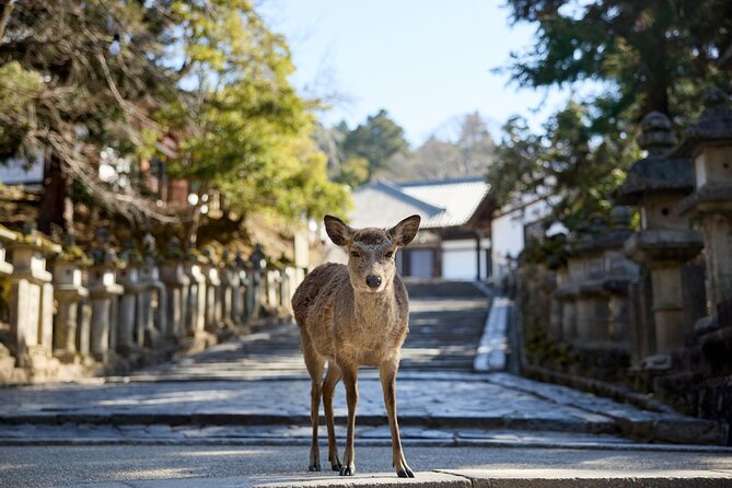 Full Day Guided Tour to Kyoto and Nara from Osaka by Van - Gion lunch and a Kyoto-style street pause