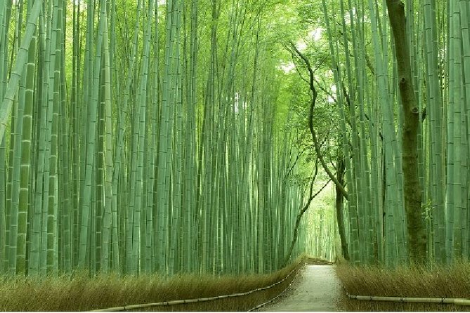 Half Day Kyoto Sagano Bamboo Grove & Arashiyama Walking Tour - Key Things to Know Before You Go