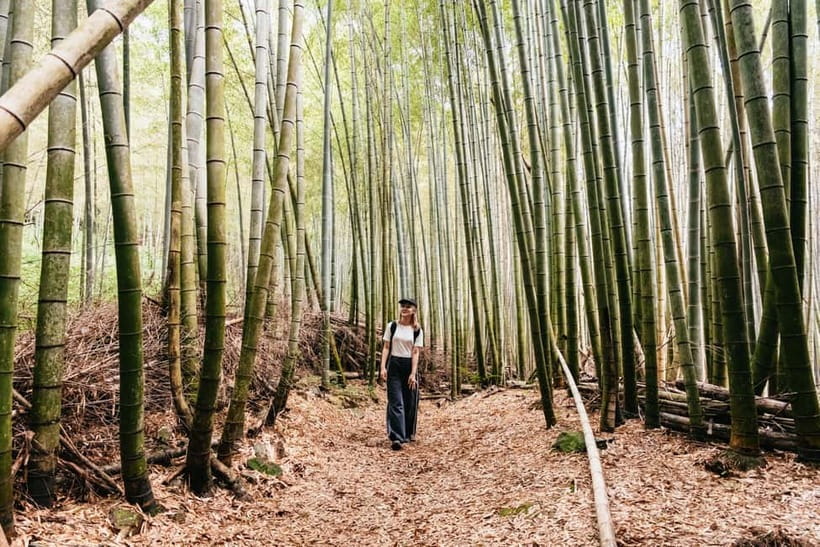 Kyoto: 3-Hour Fushimi Inari Shrine Hidden Hiking Tour - Forest trails that dodge the camera crowd