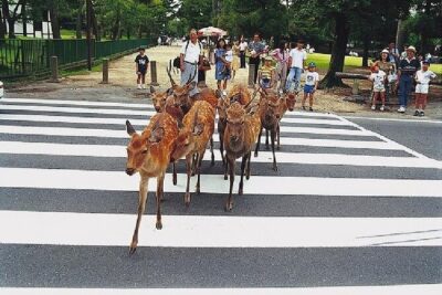 Kyoto and Nara Day Trip from Kyoto - Nijo Castle: Tokugawa power, plus the inside–outside contrast