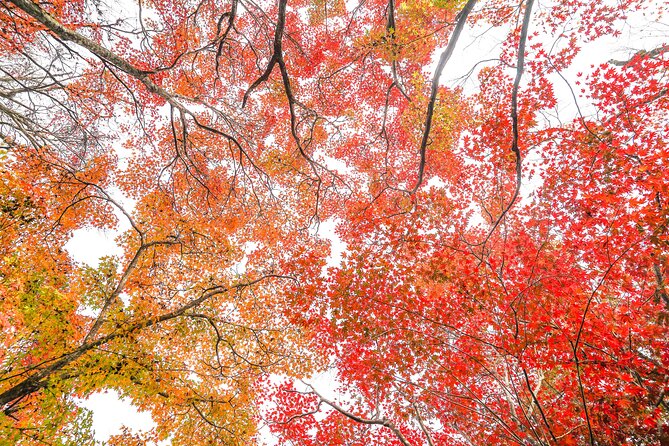 Kyoto Arashiyama Bamboo forest & Garden Half-Day Walking Tour - Okochi Sanso Garden: the viewpoint-focused garden stop