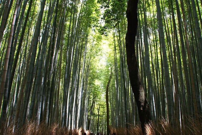 Kyoto: Arashiyama Bamboo Forest, Monkeys, Matcha & Temple Tour - Nonomiya Shrine and the included Uji matcha reset