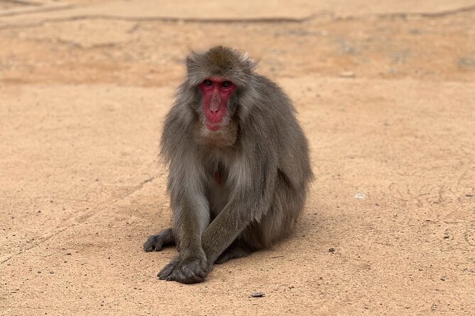 Kyoto: Arashiyama Bamboo Forest, Monkeys, Matcha & Temple Tour - Price and value: is $53.06 a fair deal?