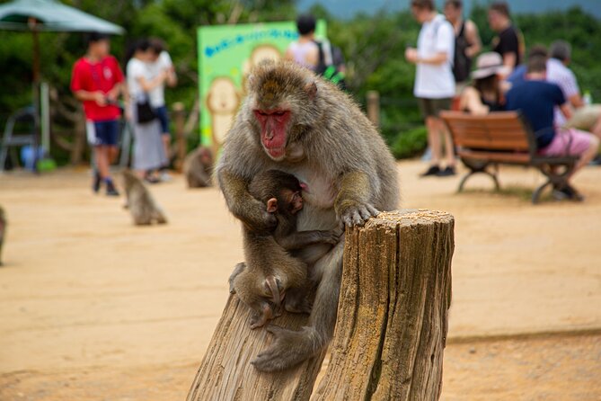Kyoto: Arashiyama Bamboo, Temple, Matcha, Monkeys & secret spots - Stop 1: Arashiyama Park and the early bamboo view
