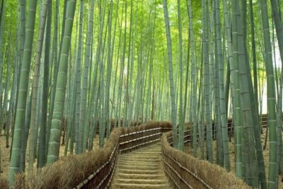 Kyoto Day Trip using Private Car with English Driver (up to 5) - Stop 1: Arashiyama Bamboo First, With Time to Breathe