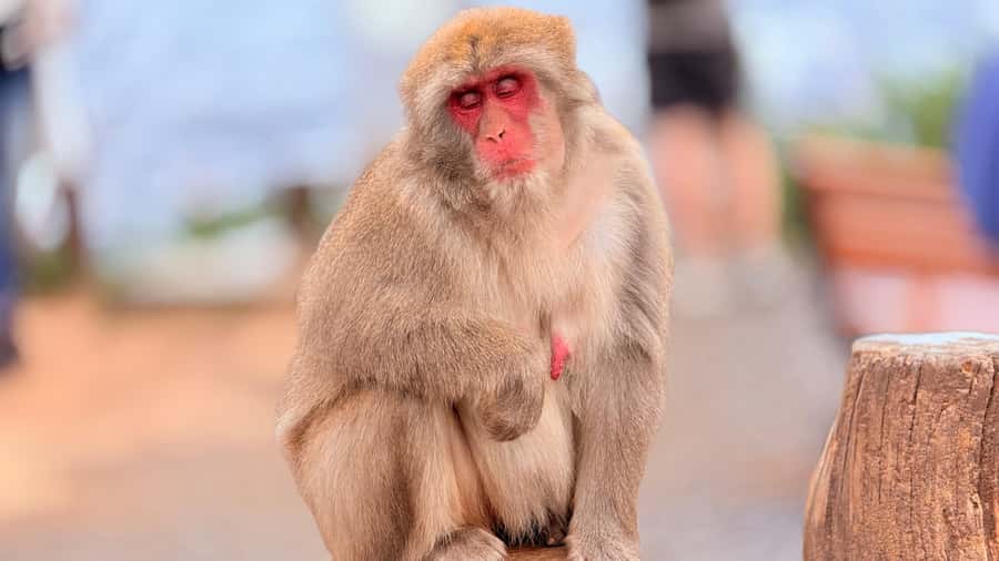 Kyoto: Fushimi, Arashiyama - Bamboo, Monkey, Torii & Secrets - Monkey Park: wild monkeys, panoramic views, and a real uphill push