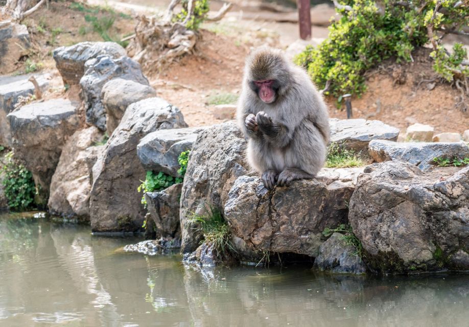 Kyoto: Fushimi, Arashiyama - Bamboo, Monkey, Torii & Secrets - Your guide’s role: stories, shortcuts, and photo help