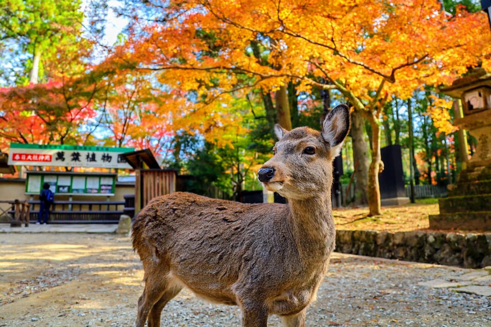 Kyoto: Nara & Traditional Matcha Experience Bus Tour - Key points that matter before you go