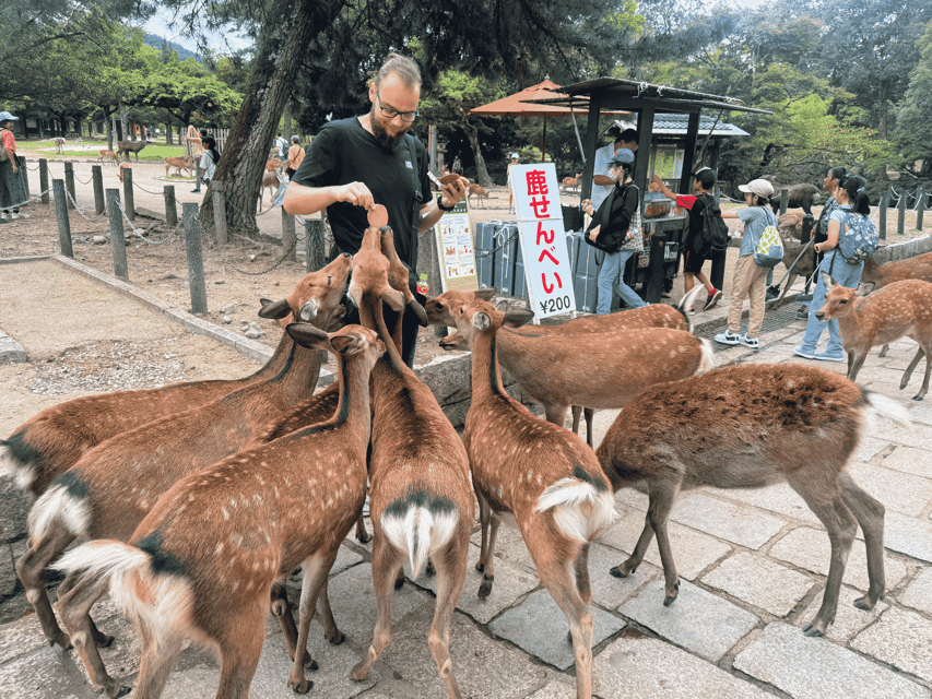 Kyoto: Nara & Traditional Matcha Experience Bus Tour - Nara Park deer time: how to feed them without turning your hands into a snack