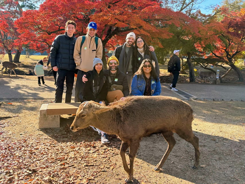 Kyoto: Nara & Traditional Matcha Experience Bus Tour - Lunch on the day: when the break is scheduled (and why optional meals matter)