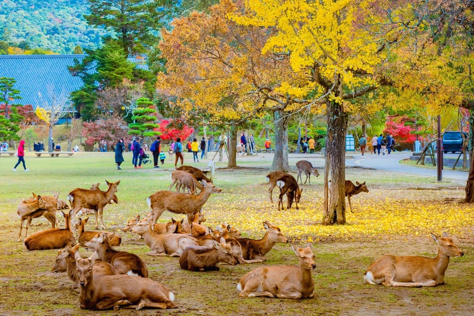 Kyoto/Osaka: Kyoto and Nara Customized Private Guided Tour - How This Private Car Tour Really Works