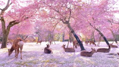 Kyoto/Osaka: Kyoto and Nara Customized Private Guided Tour - Picking Your Priorities: Customization That Saves Your Legs