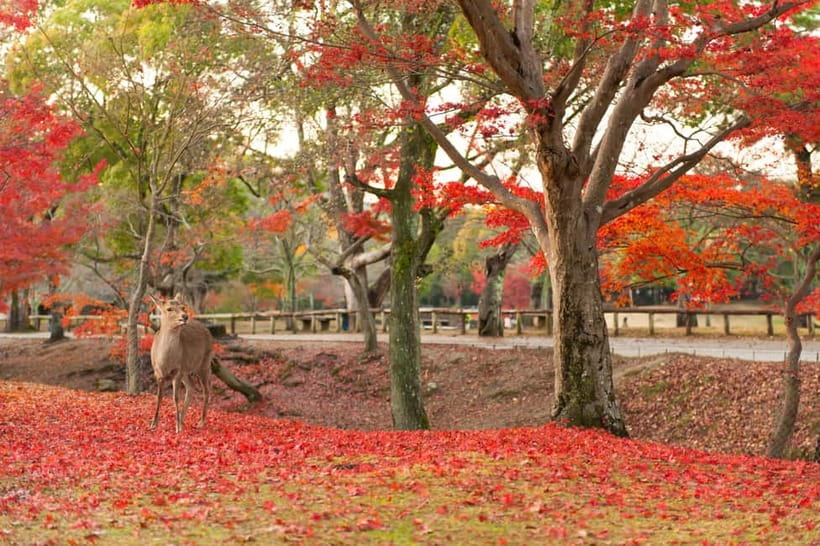 Kyoto/Osaka: Nara, Fushimi Inari Taisha, Arashiyama Bus Tour - Who This Tour Is For (and Who Might Feel Cramped)