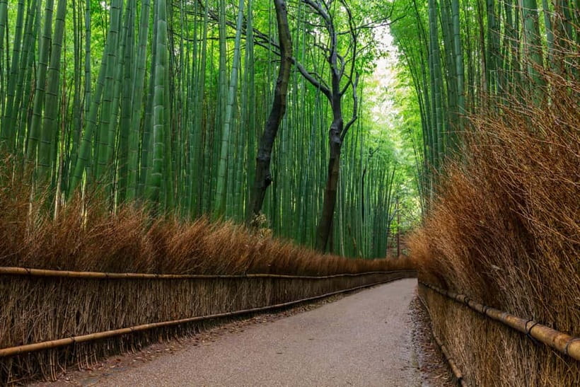 Kyoto/Osaka: Nara, Fushimi Inari Taisha, Arashiyama Bus Tour - From Osaka to Kyoto: The Bus Day That Keeps You From Getting Lost