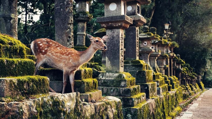 Kyoto/Osaka: Nara, Fushimi Inari Taisha, Arashiyama Bus Tour - Tenryu-ji Temple: World Heritage Gardens for People Who Love a Good Setting