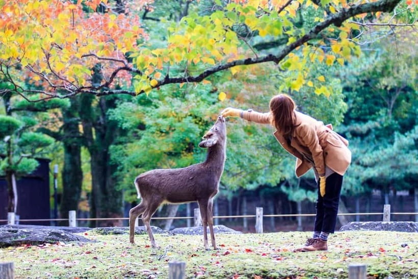 Kyoto/Osaka: Nara, Fushimi Inari Taisha, Arashiyama Bus Tour - Togetsukyo Bridge Views, Kimono Forest Photos, and the Foot Bath Reset