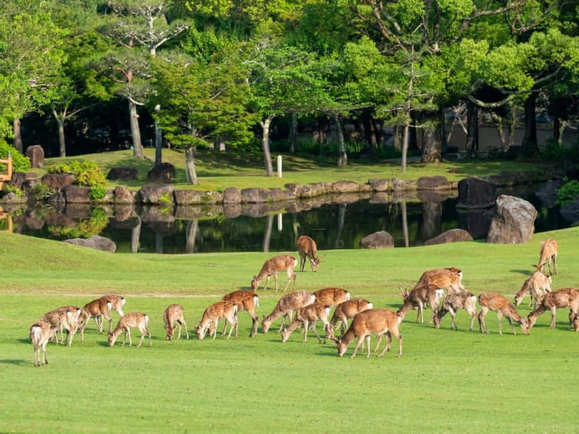 Kyoto/Osaka: Nara, Fushimi Inari Taisha, Arashiyama Bus Tour - Price and Value: What $52 Covers (and Where You Still Spend)