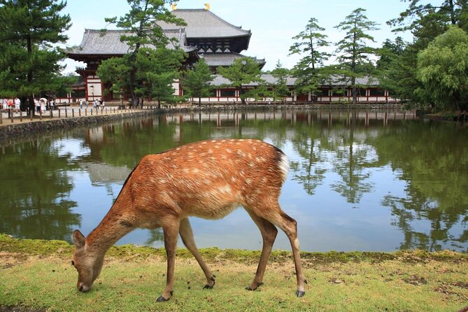 Nara 8hr Private Tour - Kyoto DEP. with Licensed Guide - Key things that make this Nara tour work