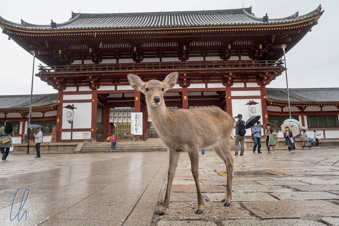 Nara Park, Osaka & Kobe from Kyoto Full Day tour - Osaka Castle in One Hour: Fast Walk, Big Impression