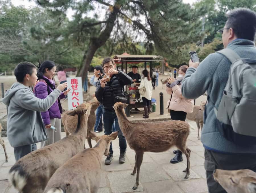 Osaka/Kyoto: Arashiyama, Nara & Fushimi Inari Shrine w/Lunch - Should you book this Arashiyama–Nara–Fushimi day trip?