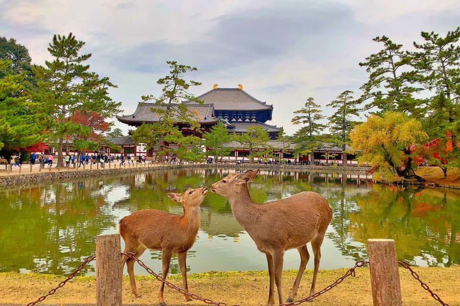 Osaka/Kyoto:Kinkakuji,Arashiyama,FushimiInariShrine,NaraPark - Key Takeaways Before You Go