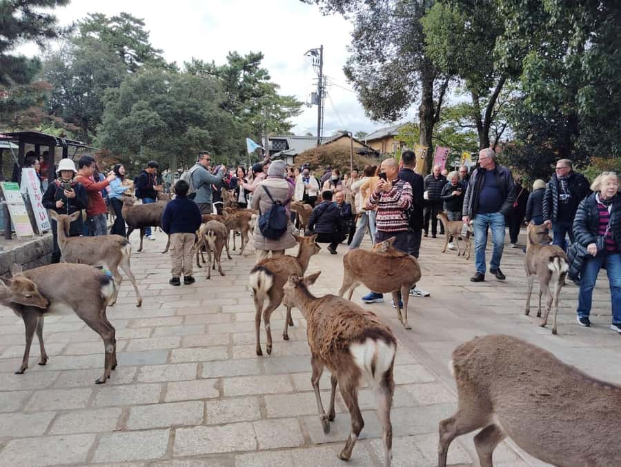 Osaka/Kyoto:Kinkakuji,Arashiyama,FushimiInariShrine,NaraPark - Should You Book This Tour? My Take