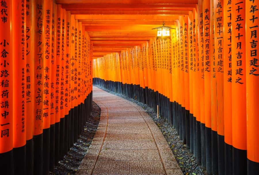 Osaka/Kyoto:Kinkakuji,Arashiyama,FushimiInariShrine,NaraPark - Nara Park and Todai-ji: Deer Encounters and a 15-Meter Great Buddha