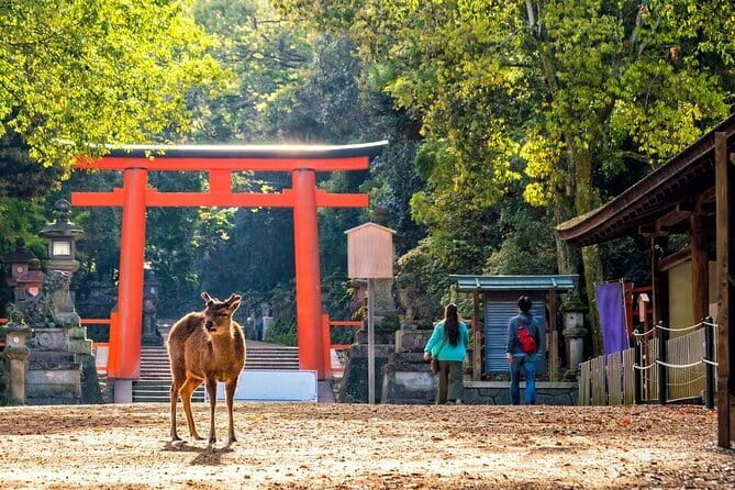 Private Kyoto Customizable Day Tour with English Speaking Driver - Kiyomizu-dera (Pure Water Temple) in an efficient 1 hour