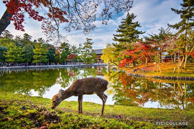 Private Tour Kyoto-Nara w/Hotel Pick Up & Drop off from Kyoto - Todai-ji and Nara Park: big Buddha energy, deer at ground level