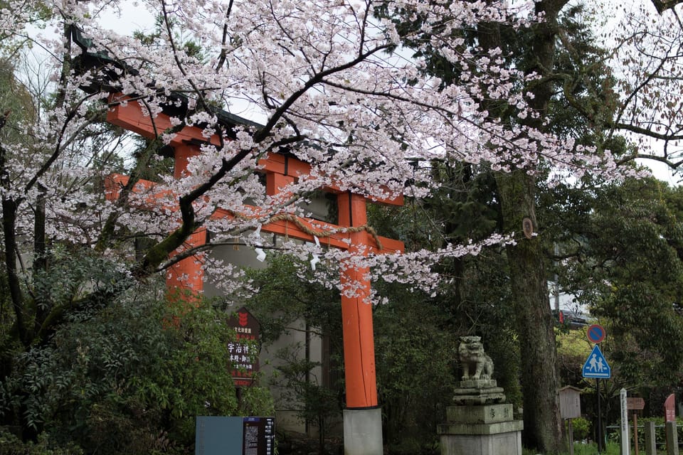 Uji: UNESCO Heritage & Tea Ceremony Walking Tour - Byodoin Temple: UNESCO architecture that makes sense once someone points it out